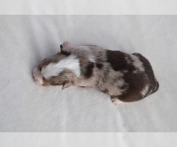 Medium Photo #4 Miniature Australian Shepherd Puppy For Sale in PALM COAST, FL, USA