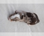 Small #3 Miniature Australian Shepherd