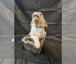 Puppy Green Golden Retriever