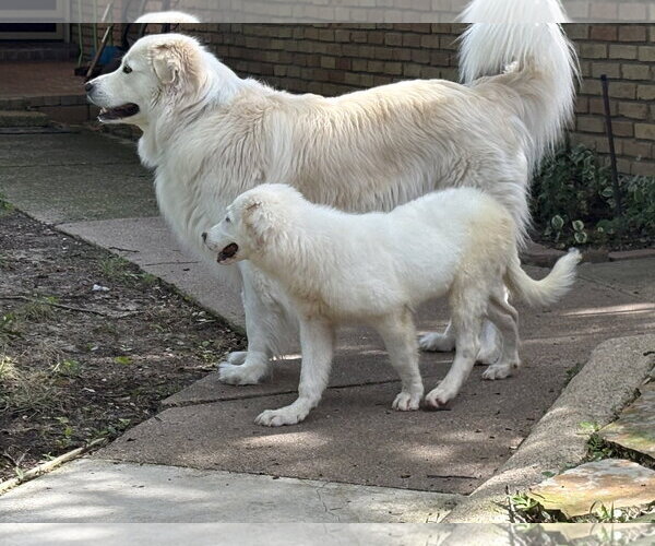 Medium Photo #2 Great Pyrenees Puppy For Sale in Dallas, TX, USA