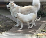 Small #1 Great Pyrenees