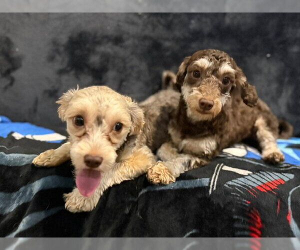 Medium Photo #2 Poodle (Miniature)-Unknown Mix Puppy For Sale in Agoura Hills, CA, USA