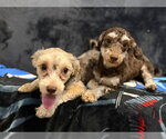Small #1 Poodle (Miniature) Mix