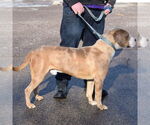 Small #3 American Bulldog-American Staffordshire Terrier Mix