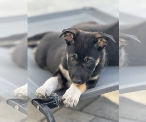 Labrador Retriever-Unknown Mix Dogs for adoption in San Diego, CA, USA