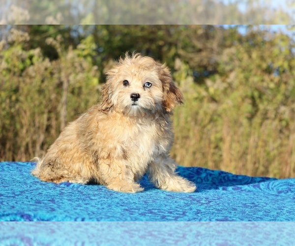 Medium Photo #9 ShihPoo Puppy For Sale in DYERSBURG, TN, USA