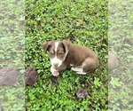 Small #3 Borador