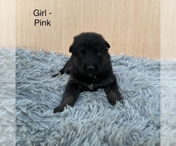 Medium Photo #6 German Shepherd Dog Puppy For Sale in PLYMOUTH, IN, USA