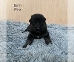 Small #5 German Shepherd Dog
