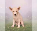 Small #7 Siberian Husky Mix
