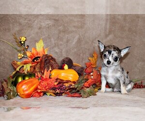 Chihuahua Litter for sale in CHARLESTON, AR, USA