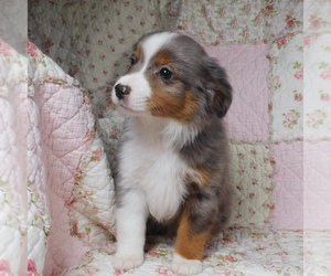 Miniature Australian Shepherd Puppy for sale in HARRISON, OH, USA