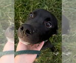 Small #4 American Pit Bull Terrier Mix