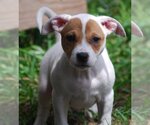 Small #11 Mutt