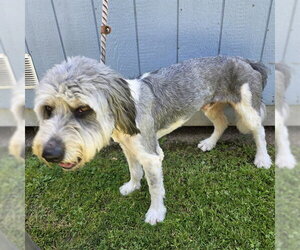 Old English Sheepdog Dogs for adoption in Long Beach, CA, USA