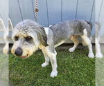 Small Old English Sheepdog