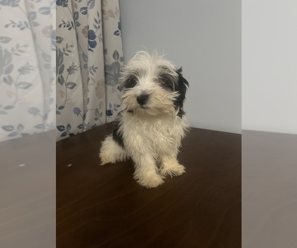 Medium Photo #2 Havanese Puppy For Sale in DURHAM, CT, USA