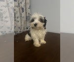 Small #1 Havanese