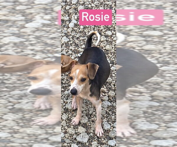 Medium Photo #2 Cheagle Puppy For Sale in Foristell, MO, USA