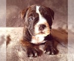 Small Photo #4 Olde English Bulldogge Puppy For Sale in KANSAS CITY, MO, USA