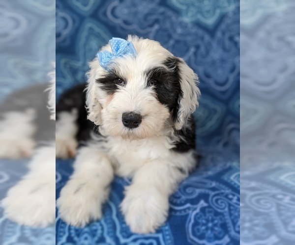 Medium Photo #6 Sheepadoodle Puppy For Sale in PORT DEPOSIT, MD, USA