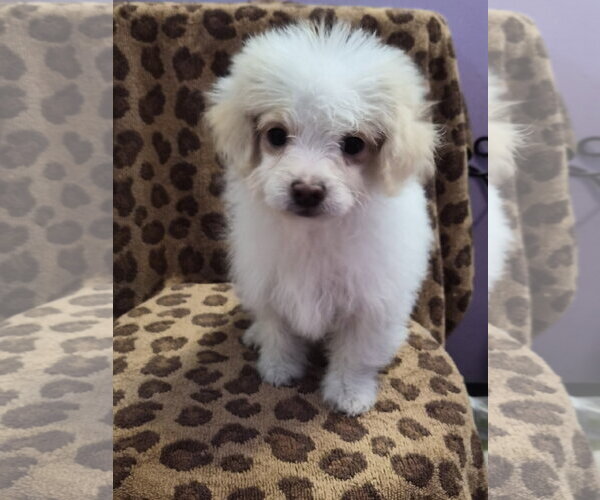 Medium Photo #1 Colonial Cocker Spaniel-Poodle (Miniature) Mix Puppy For Sale in Phelan, CA, USA