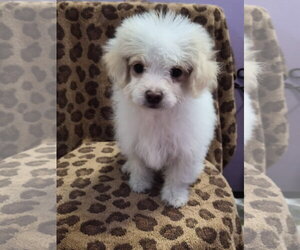 Colonial Cocker Spaniel-Poodle (Miniature) Mix Dogs for adoption in Phelan, CA, USA