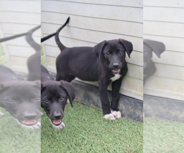 Medium Photo #2 Labrador Retriever Puppy For Sale in garner, NC, USA