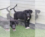 Small #1 Labrador Retriever