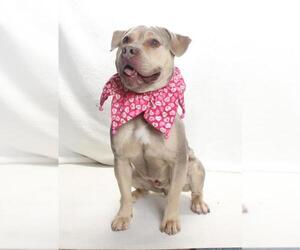 Mutt Dogs for adoption in Burbank, CA, USA