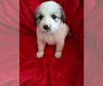 Puppy Helen Great Pyrenees
