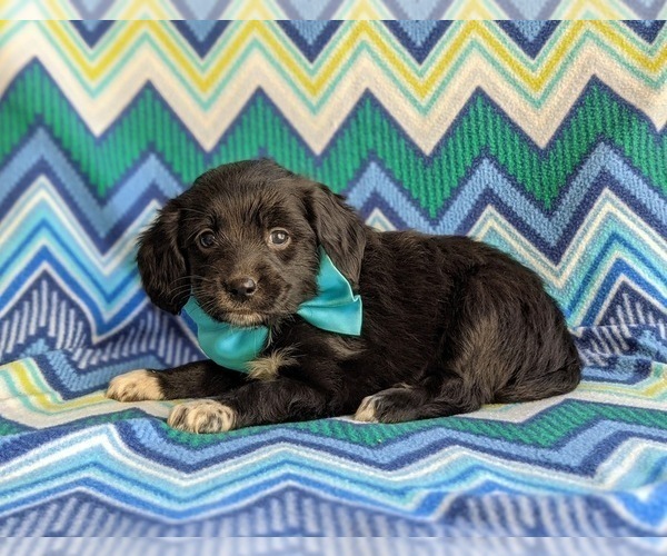 Medium Photo #2 Cocker Spaniel-Unknown Mix Puppy For Sale in CHRISTIANA, PA, USA