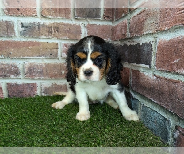 Medium Photo #9 Cavalier King Charles Spaniel Puppy For Sale in CLARK, MO, USA
