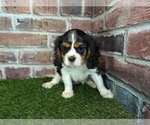Small #8 Cavalier King Charles Spaniel
