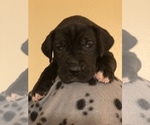 Small Photo #12 Great Dane Puppy For Sale in COLLINSVILLE, OK, USA