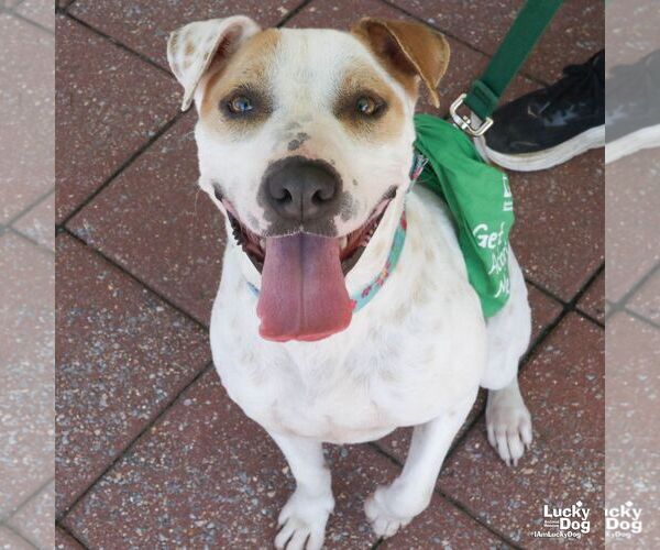 Medium Photo #4 Mutt Puppy For Sale in Washington, DC, USA