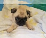 Small Photo #2 Pug Puppy For Sale in LYNDON CENTER, VT, USA