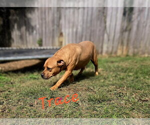 Trace - Male Black Mouth Cur-Labrador Retriever Mix Dog for Adoption - Photo #3