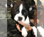Puppy Jax Boston Terrier