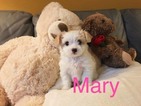 Small Photo #1 Maltipoo Puppy For Sale in LOS ANGELES, CA, USA