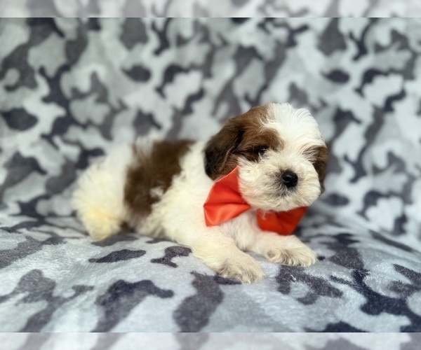 Medium Photo #7 ShihPoo Puppy For Sale in LAKELAND, FL, USA