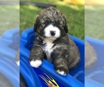 Small Photo #1 Bernedoodle Puppy For Sale in STEWARTSVILLE, NJ, USA