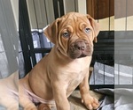 Puppy Lady Boerboel