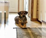 Small Photo #5 Mountain Cur-Unknown Mix Puppy For Sale in Wichita, KS, USA