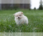 Small Photo #5 Pom-A-Poo Puppy For Sale in WARSAW, IN, USA
