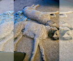 Small #3 Poodle (Standard)
