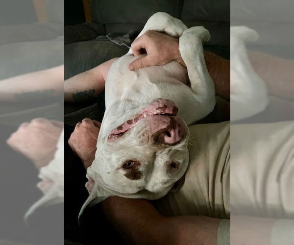 Medium Photo #10 American Pit Bull Terrier-Unknown Mix Puppy For Sale in Sandy, UT, USA