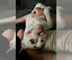 Small #9 American Pit Bull Terrier Mix