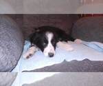 Small Photo #41 Border Collie Puppy For Sale in AIKEN, SC, USA