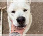 Small Siberian Husky Mix